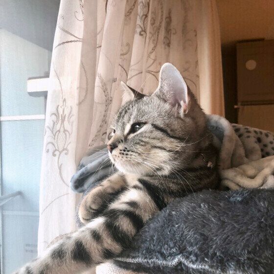 アメリカンショートヘアのりんくん♪