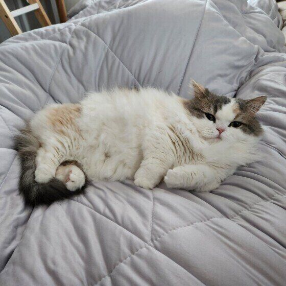 ミヌエットのラテちゃん