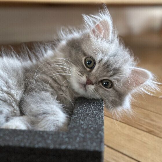 ラガマフィンのLottaくん