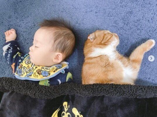赤ちゃんと菊丸くん