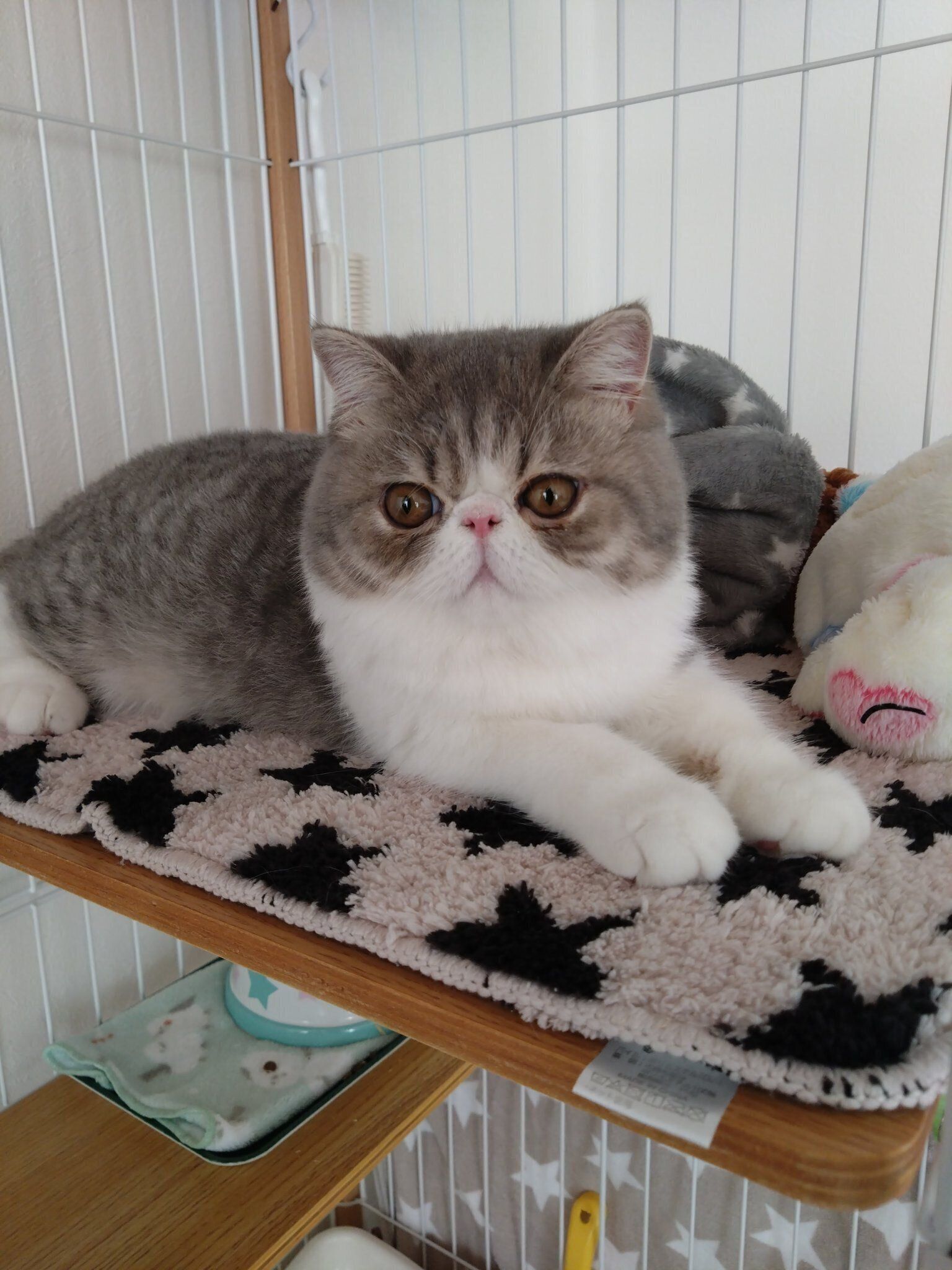 ケージの中に座るエキゾチックショートヘア