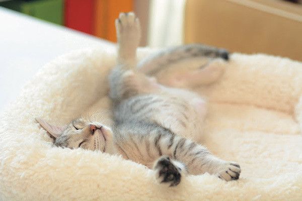 ねじり寝ポーズ