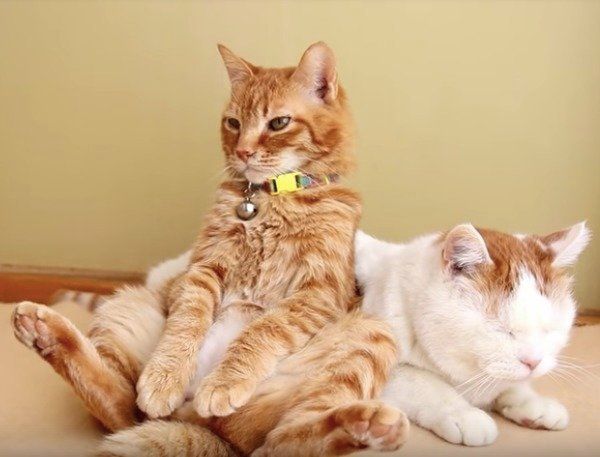 うたたねニャンズ