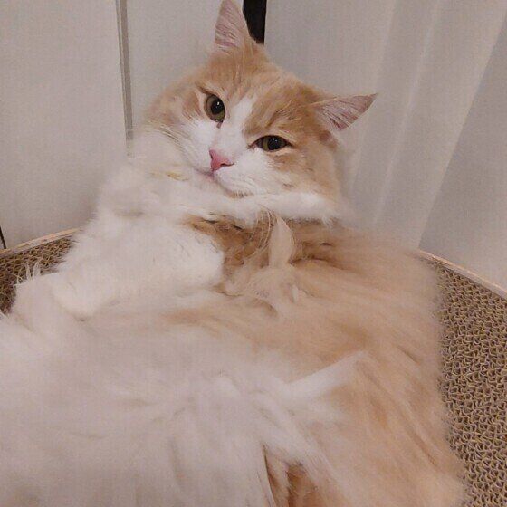 マンチカン・ロングヘアのくりくん