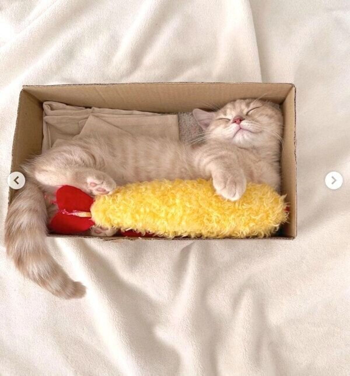 エビフライのぬいぐるみを抱えて眠る子猫 癒しの光景に 可愛いすぎて泣ける 映えすぎるお弁当 ねこのきもちweb Magazine エビフライのぬいぐるみを抱えて眠る子猫 癒しの光景に 可愛いすぎて泣ける 映えすぎるお弁当 ねこのきもちweb Magazine