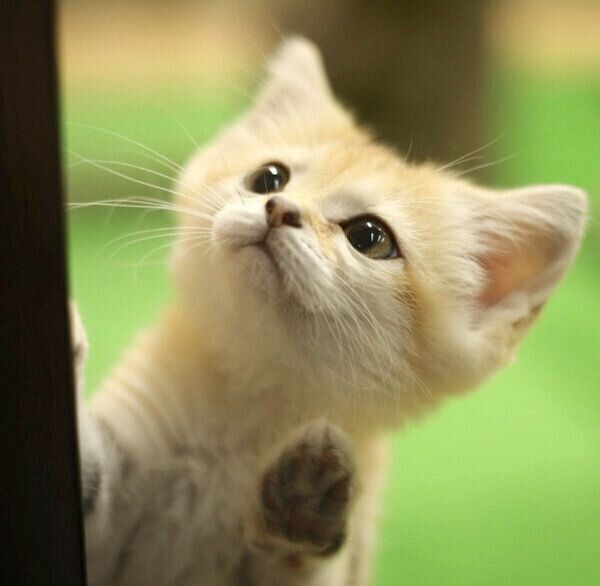 スナネコの赤ちゃん