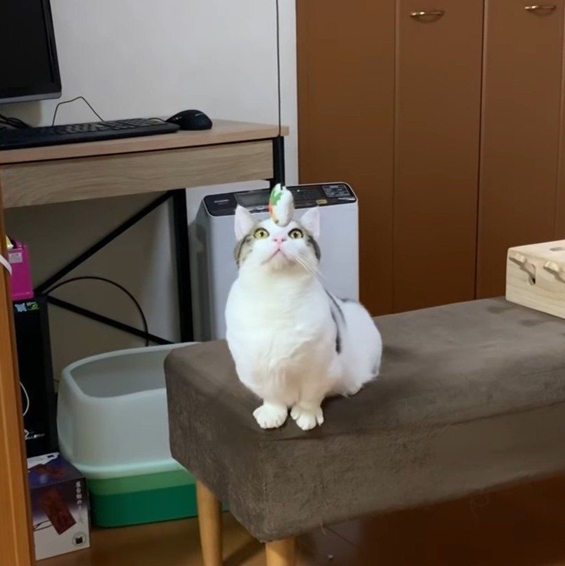 真剣な豆大福ちゃん