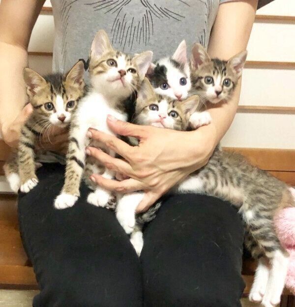 マイさんに抱えられるチーム「なにぬねの」