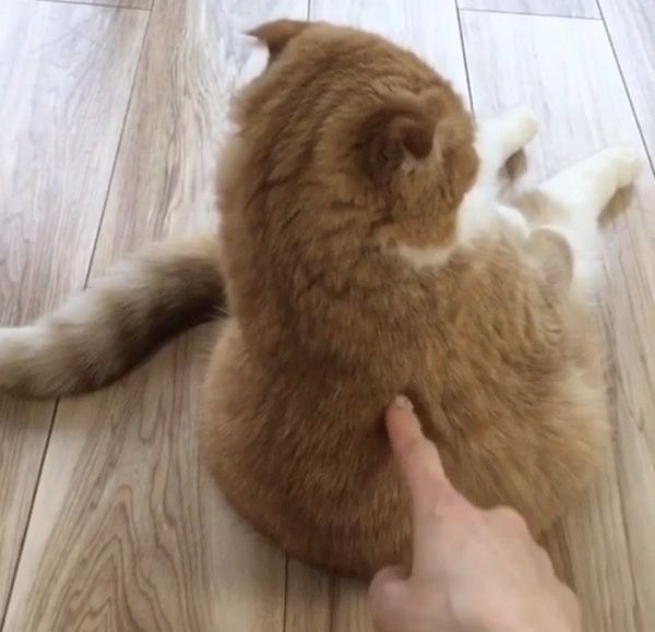 夕涼み風に座る猫