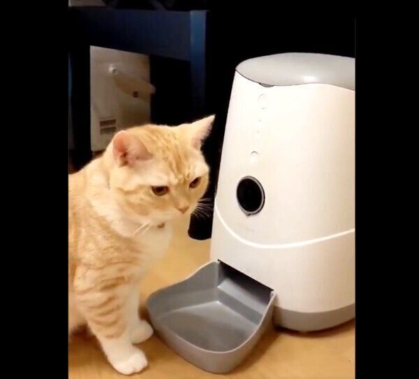 自動給餌器の中を覗き込むういろちゃん