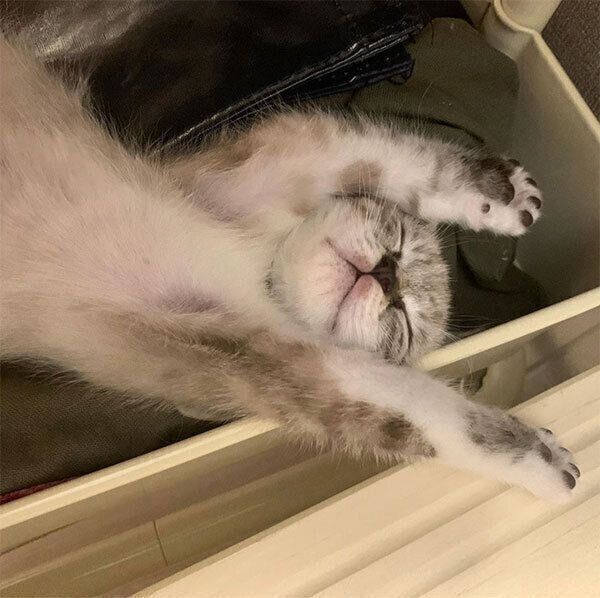 バンザイで寝るネルちゃん