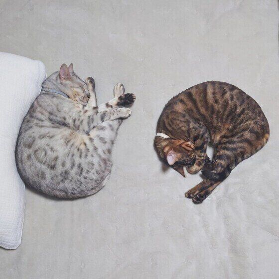 景虎ちゃんたちのダブルアンモニャイト