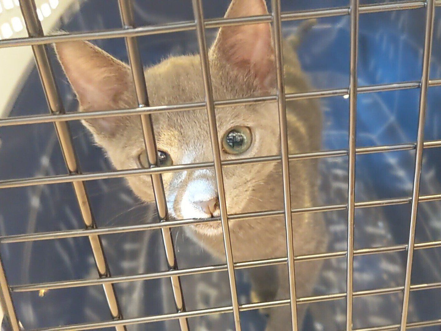 生後約3カ月のロシアンブルーの子猫