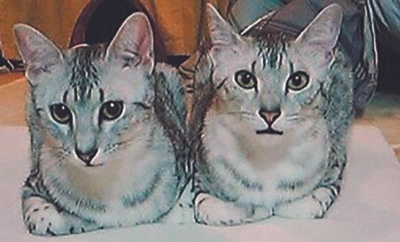 画像／ねこのきもち2023年９月号