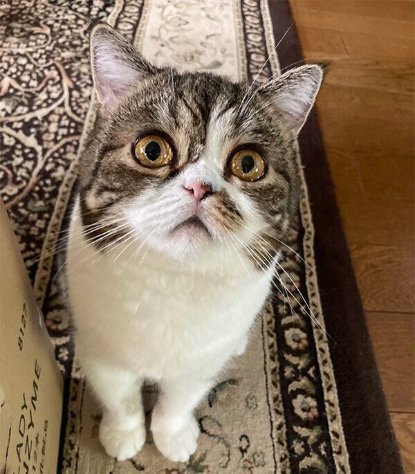 見つめるこねまるちゃん