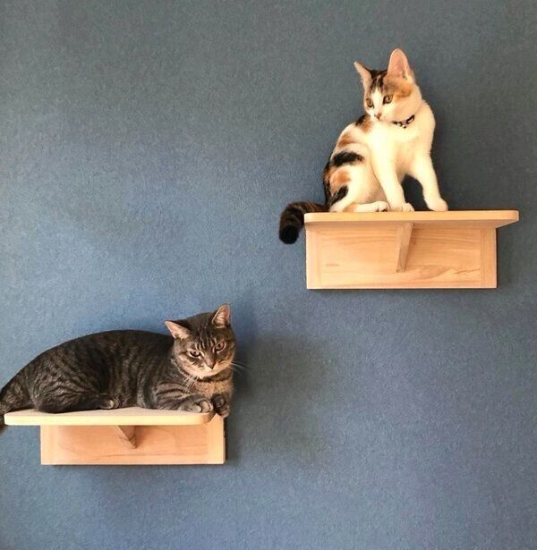 キャットステップでくつろぐ、ぎんちゃんとななちゃん