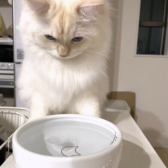 サイベリアンのアルちゃん