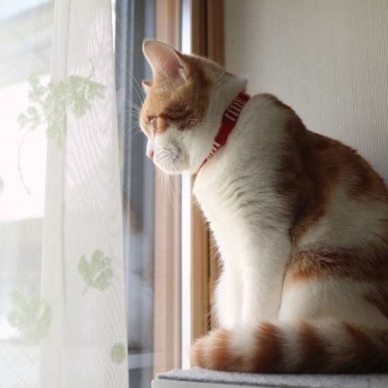 窓辺にいる猫