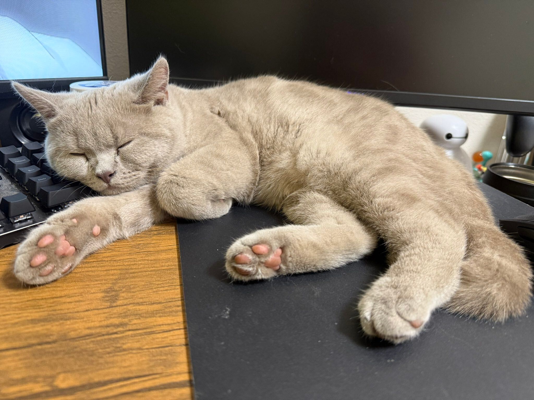 眠っているブリティッシュショートヘア