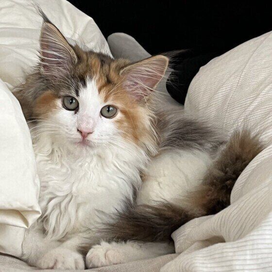 メインクーンのキナコちゃん♪