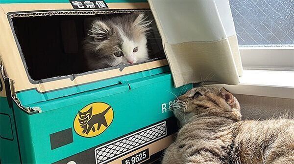 見つめ合うおすしくん、まつたけちゃん