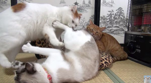 ストーブ合戦する猫たち