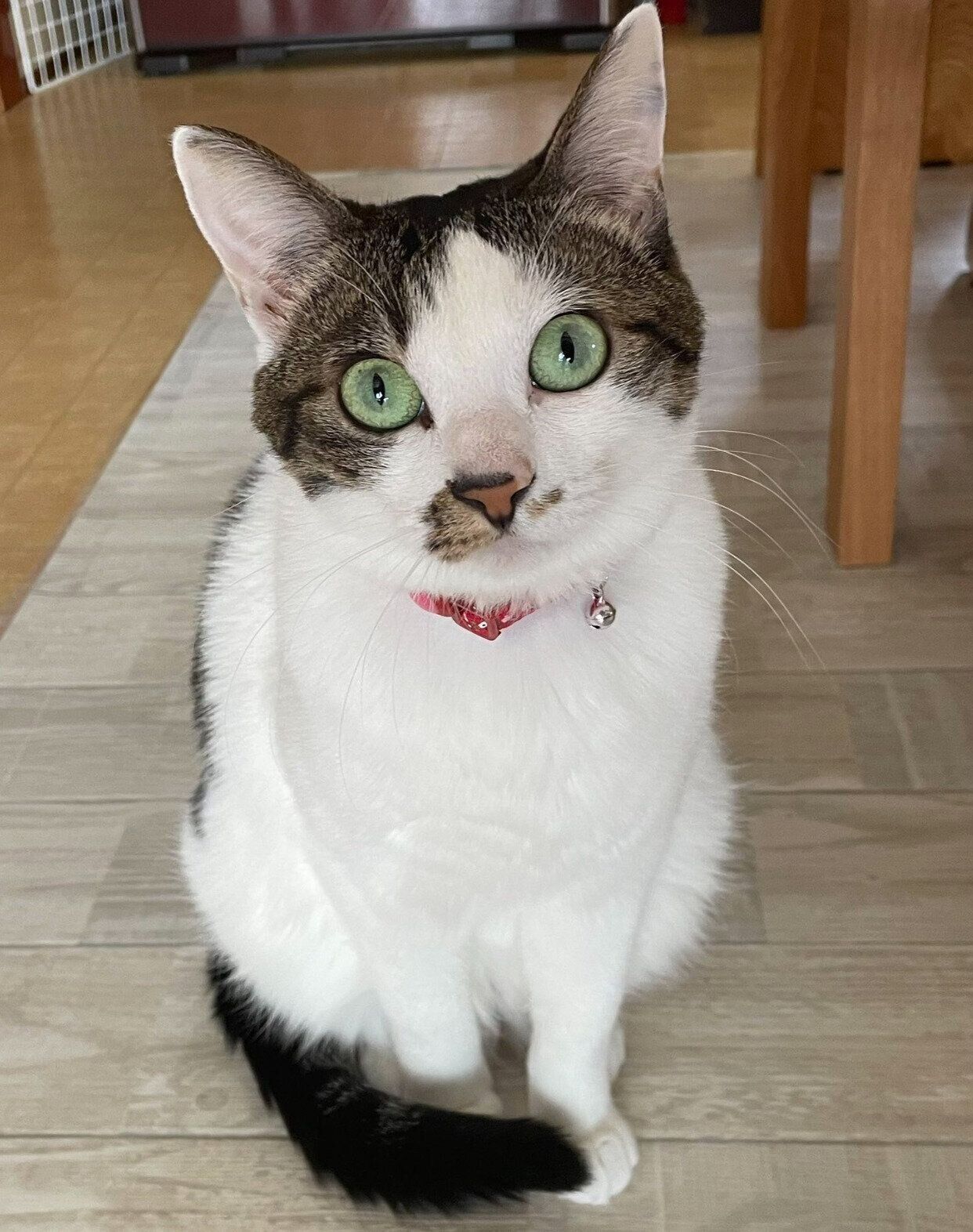 成長したメルちゃん