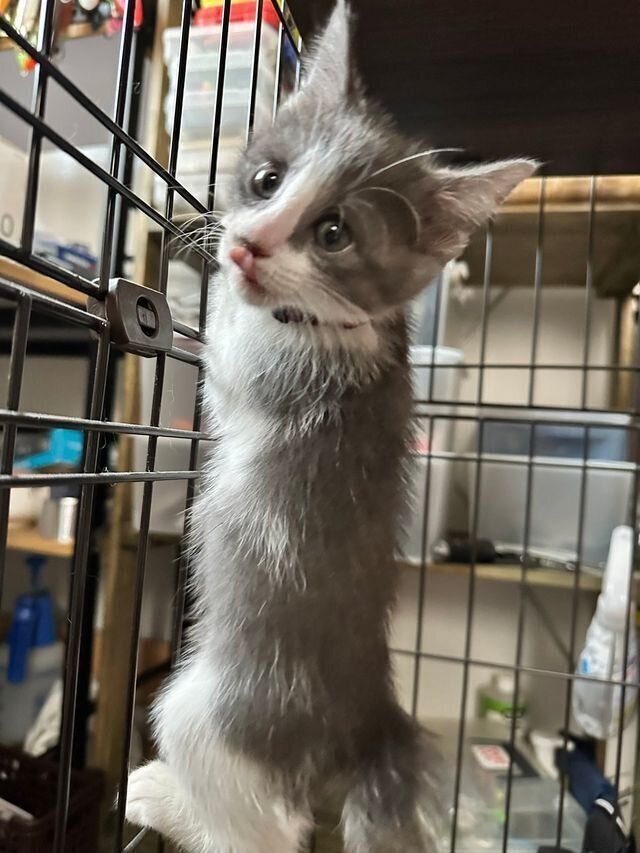 ケージに足をかけ、こちらを見つめるさんごちゃん