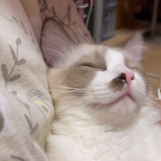 抱っこされながら寝ているラグドール