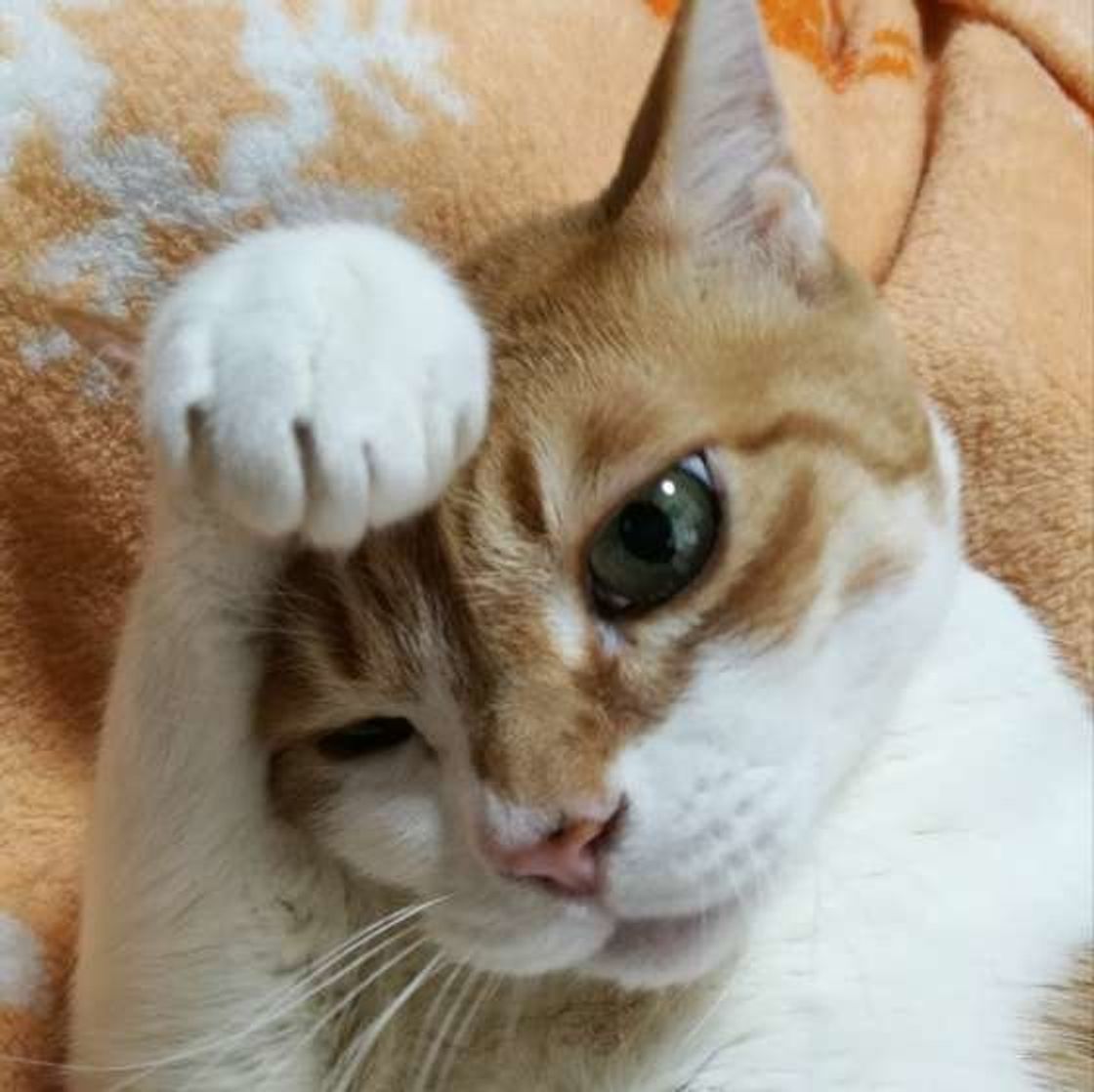 愛猫に長生きしてもらうためのお手入れの3つの秘訣 ねこのきもちweb Magazine 愛猫に長生きしてもらうためのお手入れの3つの秘訣 ねこのきもちweb Magazine