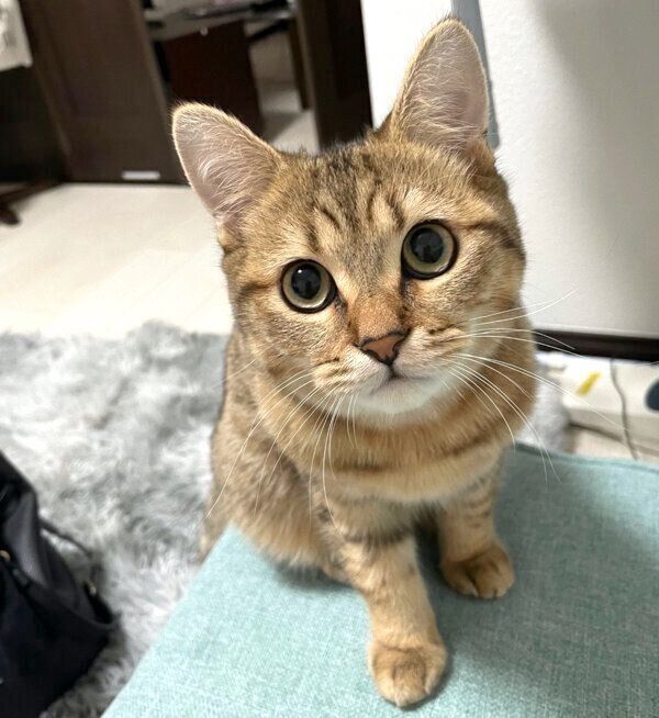 見つめるみにらくん