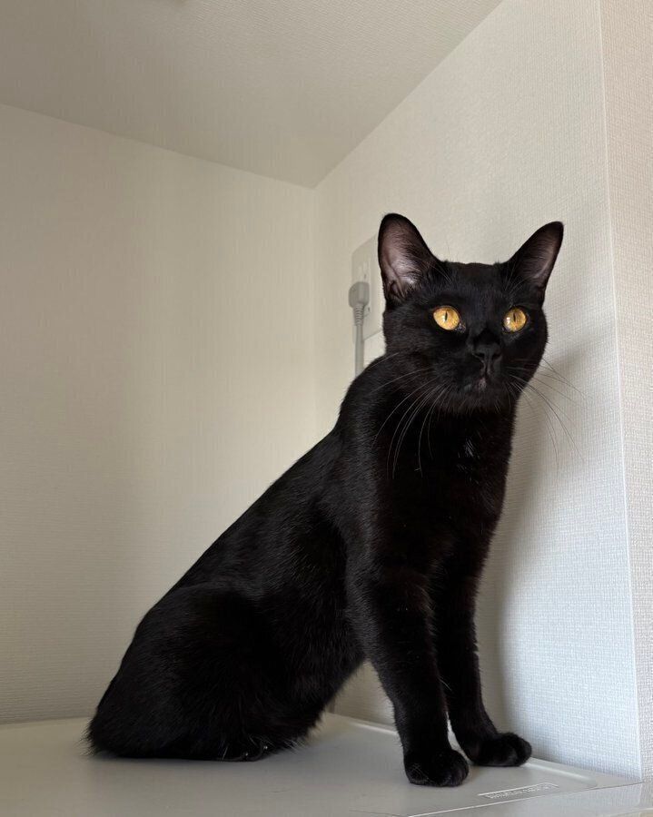 「このポーズ、なんか面白い」として投稿された1枚