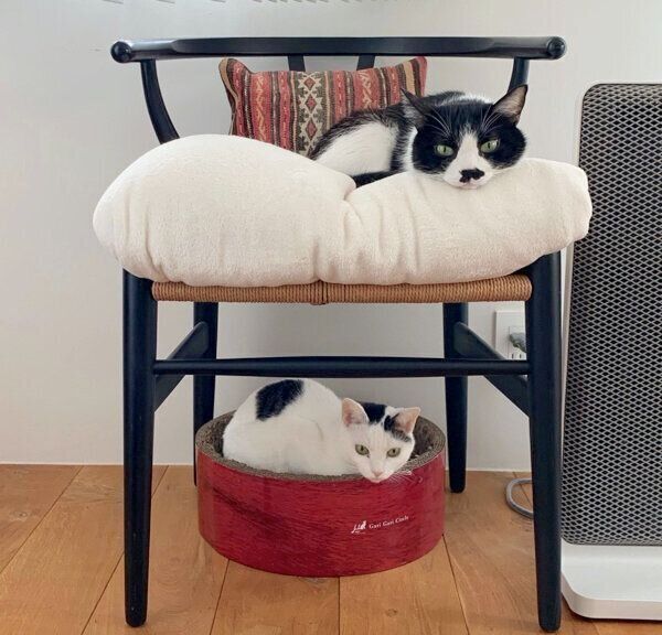 くつろぐ蘭丸くん、福ちゃん