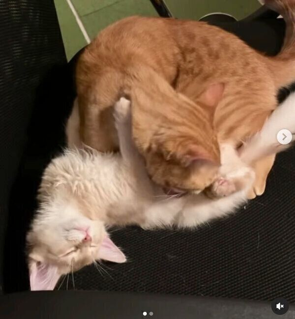 テクくんを寝かしつける先住猫・サクくん