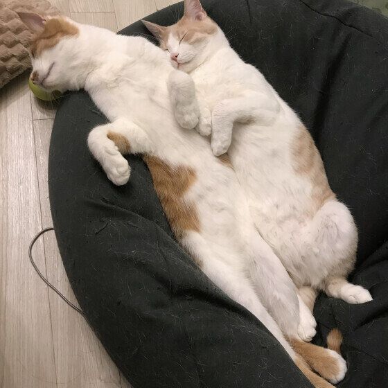 ヘソ天で眠る愛猫たち