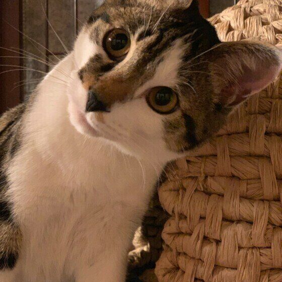 キジトラのトラちゃん