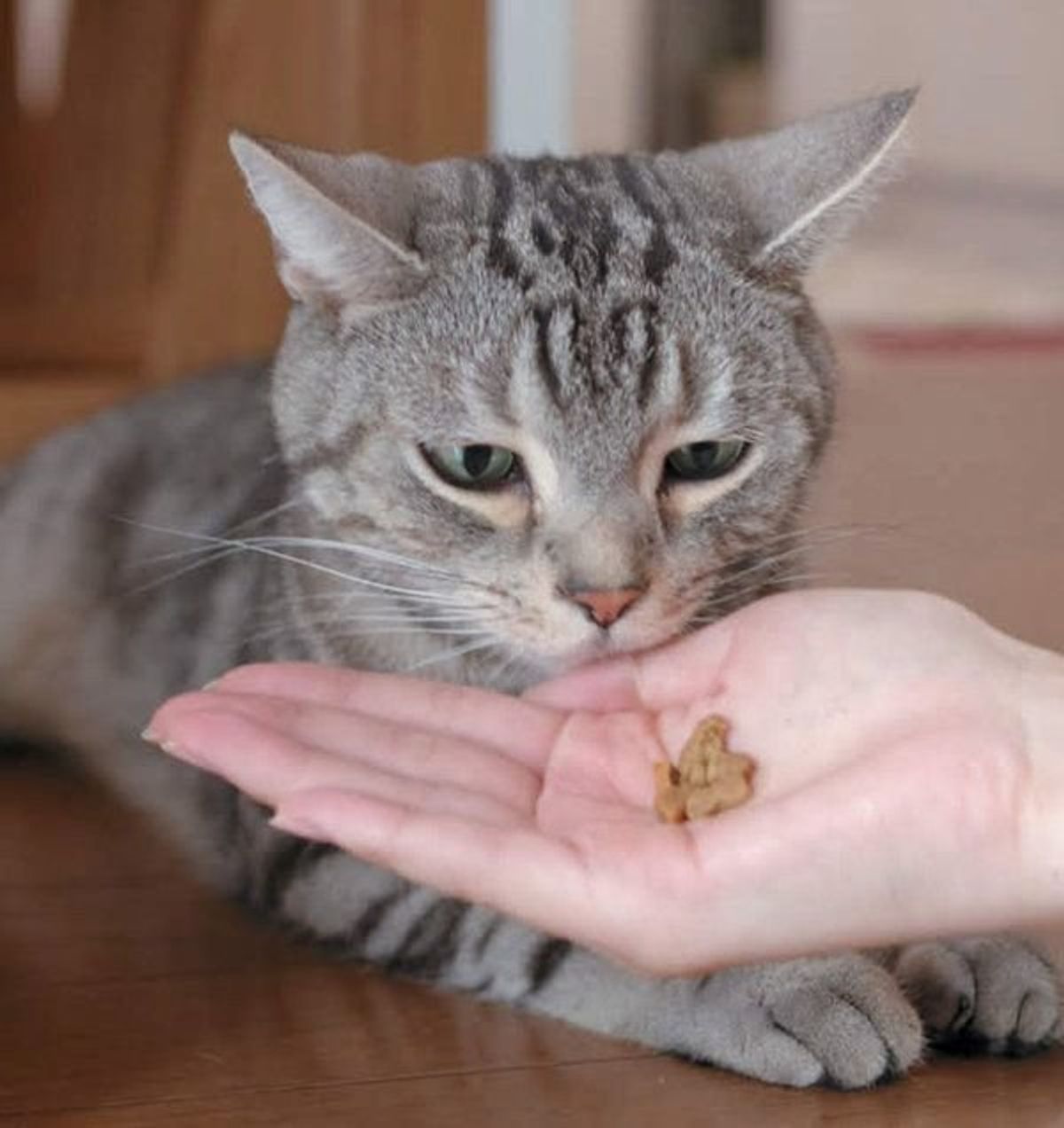 ご褒美のつもりでも 食 の猫におやつはng ねこのきもちweb Magazine ご褒美のつもりでも 食 の猫におやつはng ねこのきもちweb Magazine