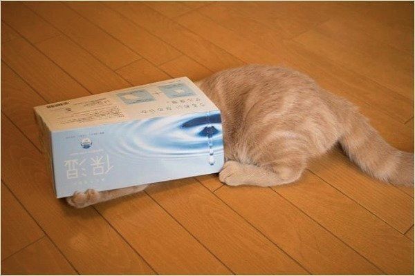 狭いところが好きなスコティッシュフォールド