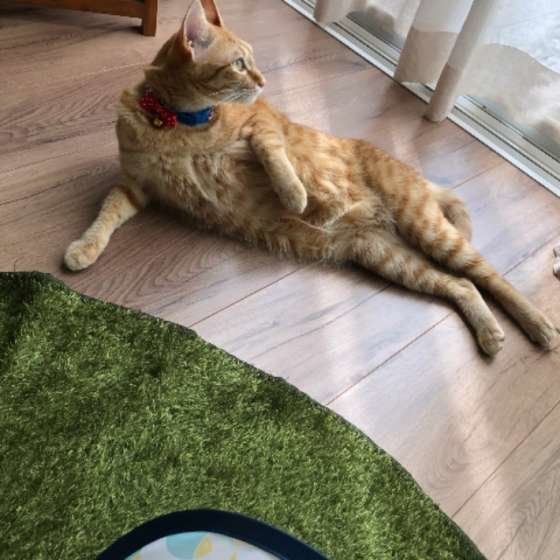 あやめ＆ききょう  MIX　茶トラ