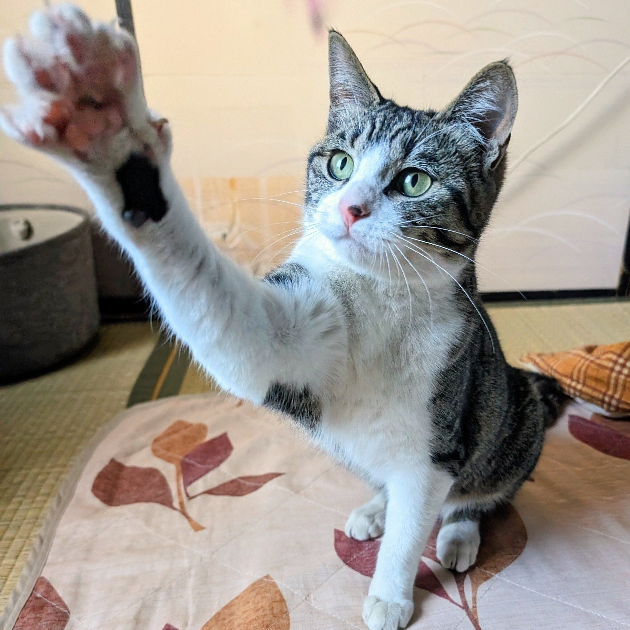 おうちでのびのび過ごすむぎちゃん