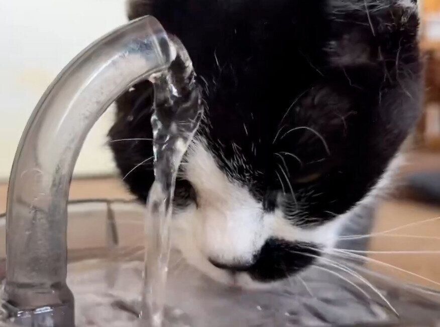 頭から水を浴びながら水分補給をするドツちゃん