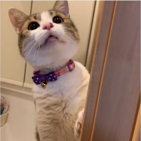 ヘアゴムが大好きな猫