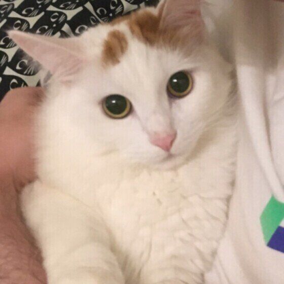 見つめるメインクーン