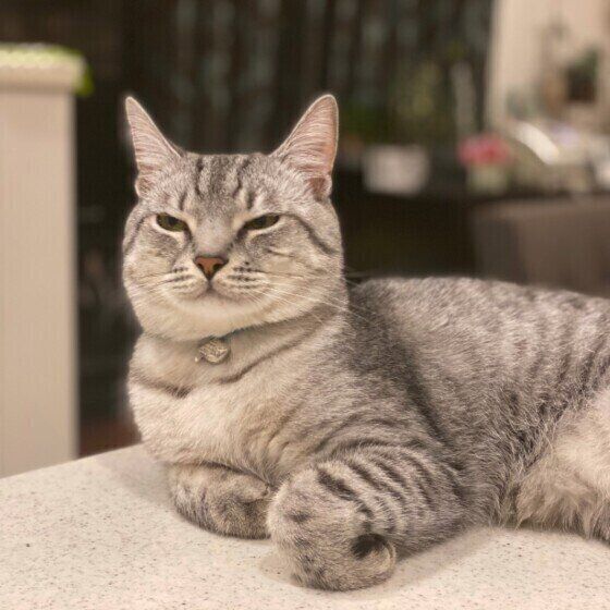 独特なポーズのマンチカン