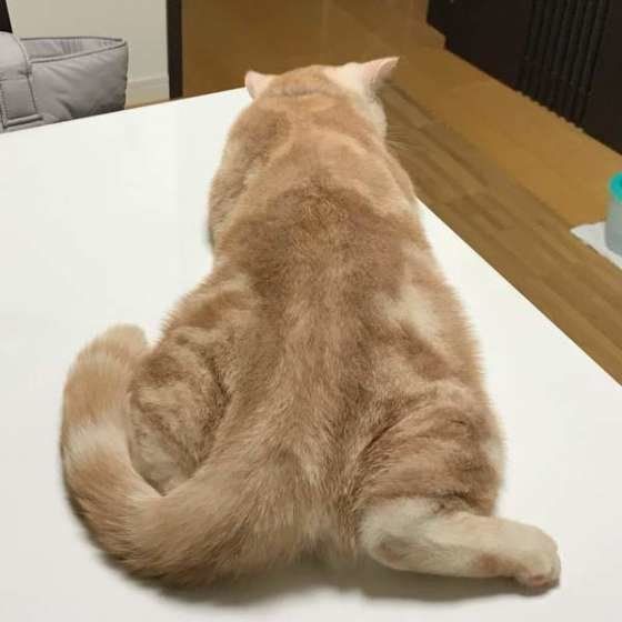 おしり(アメリカンショートヘア)