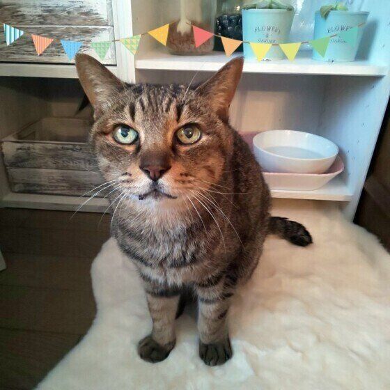 キジトラ　モモちゃん