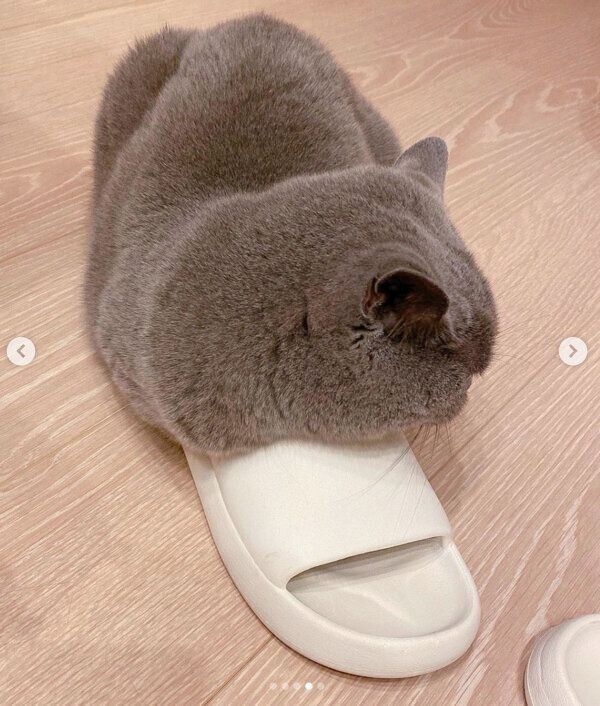 スリッパにからむマッシュちゃん