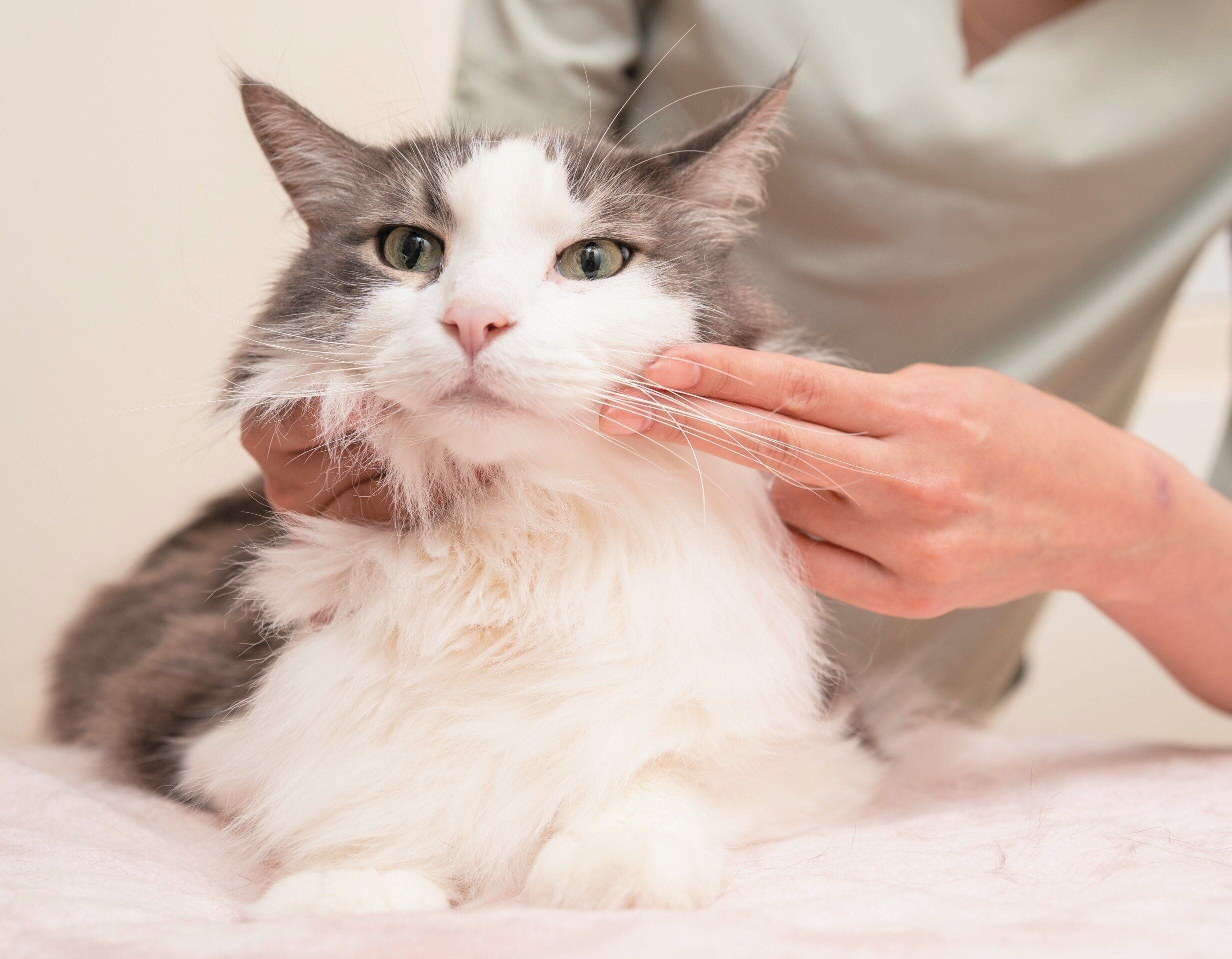 口角から肩のツボを刺激するマッサージ