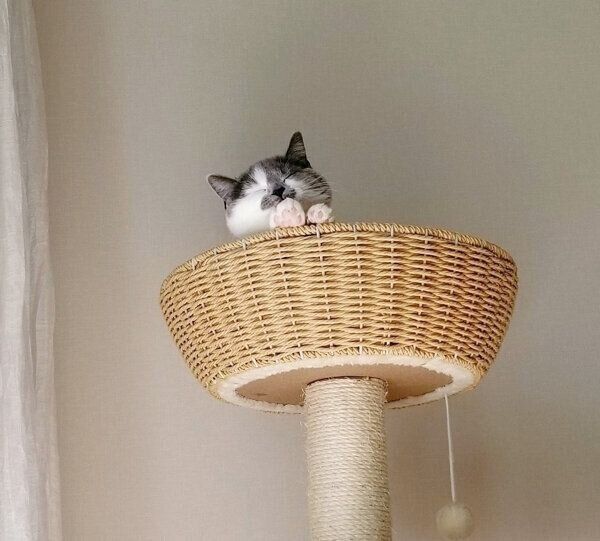 眠るさかもとちゃん