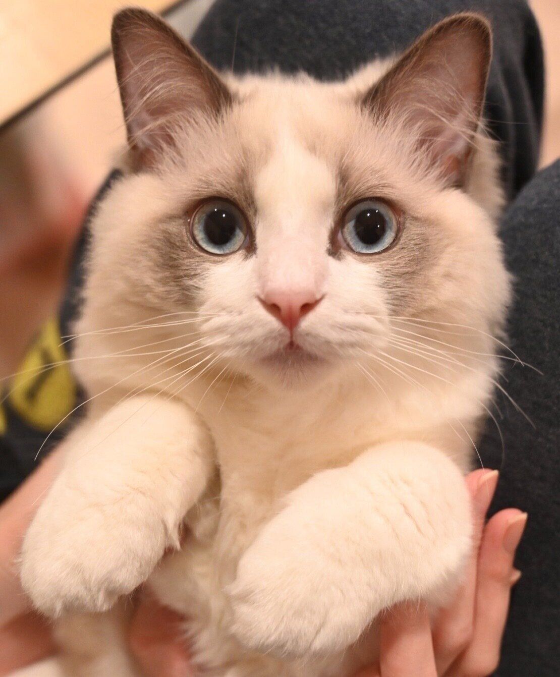 見つめるシャルくん